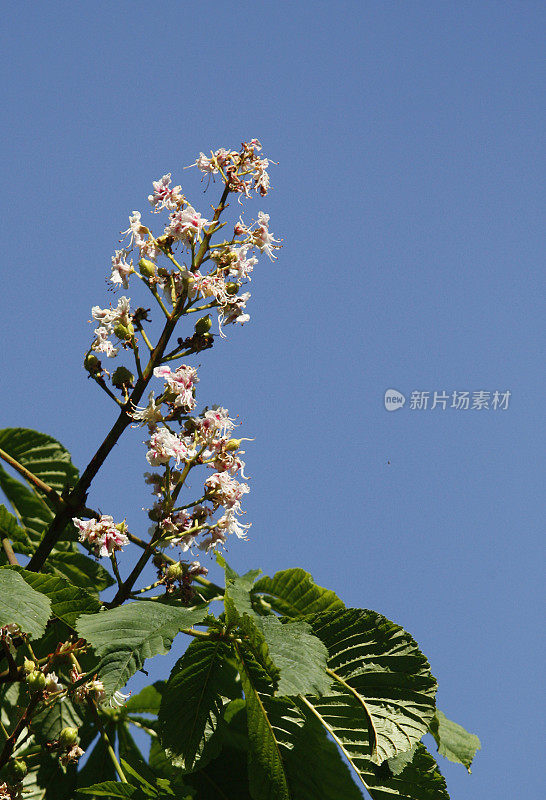 Horse Chestnut flowers